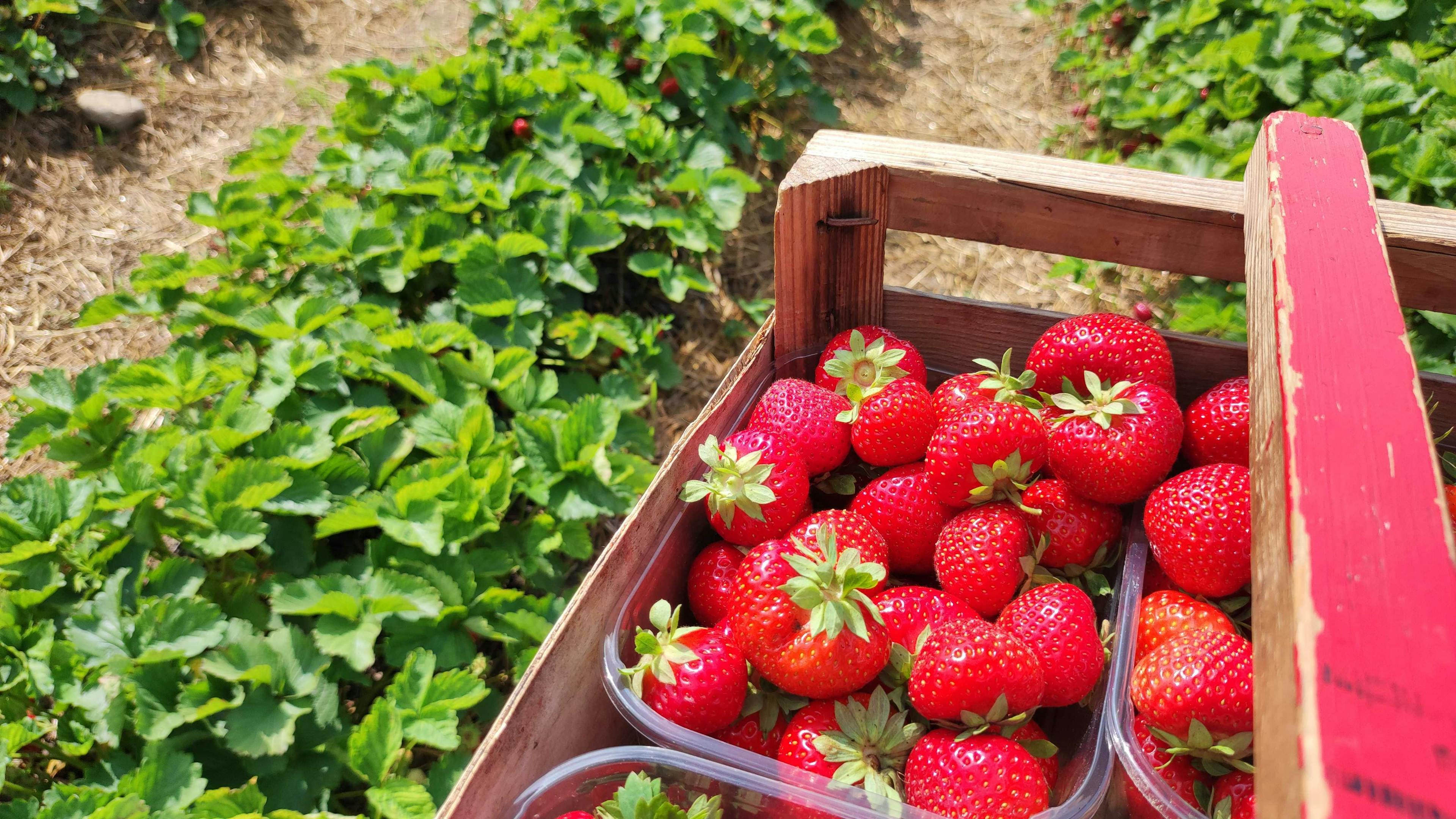 Pick-your-own Swedish strawberries