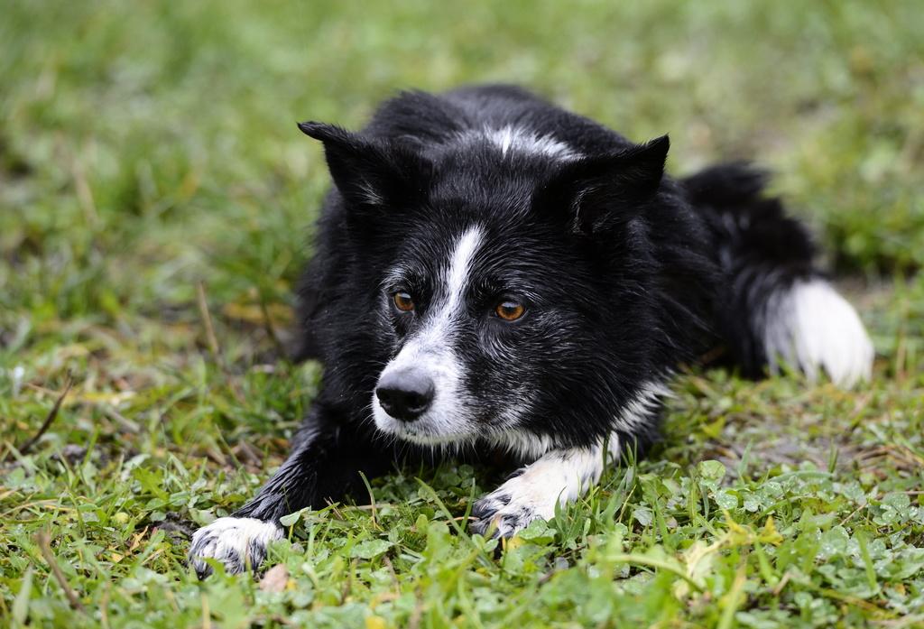 Norwegian dog found – after seven years